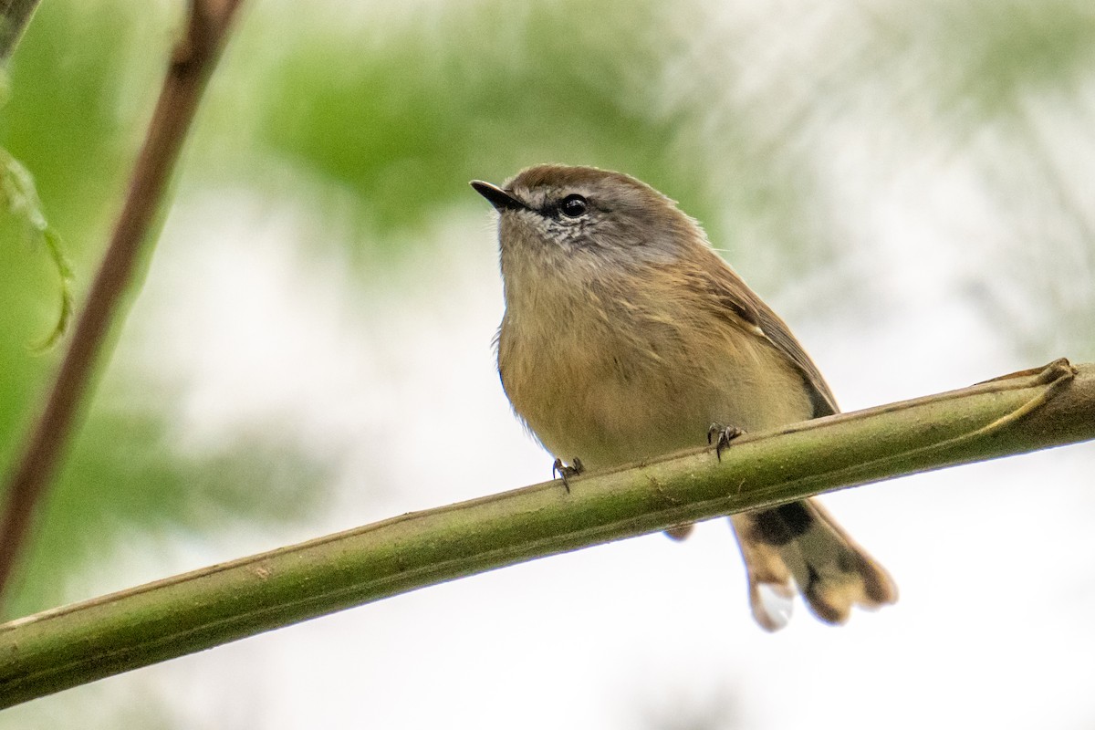 Brown Gerygone - ML635337899