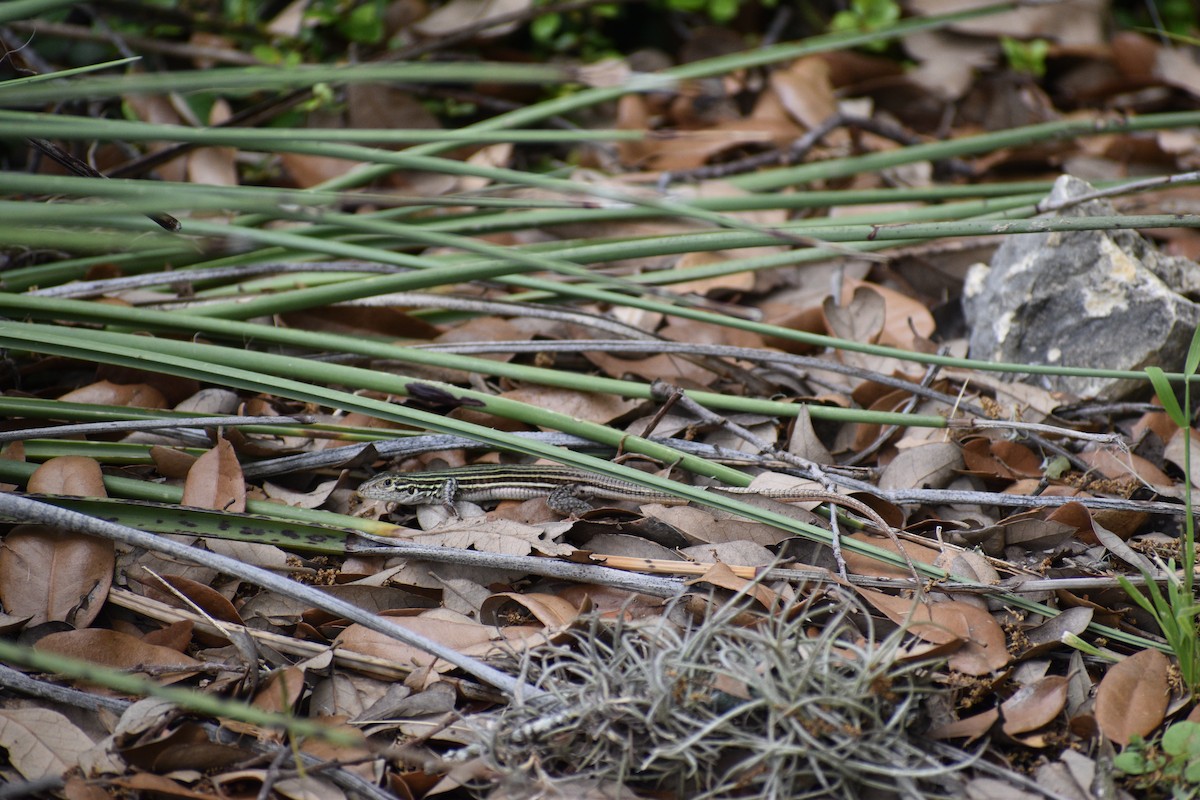 Common Spotted Whiptail - ML635337929