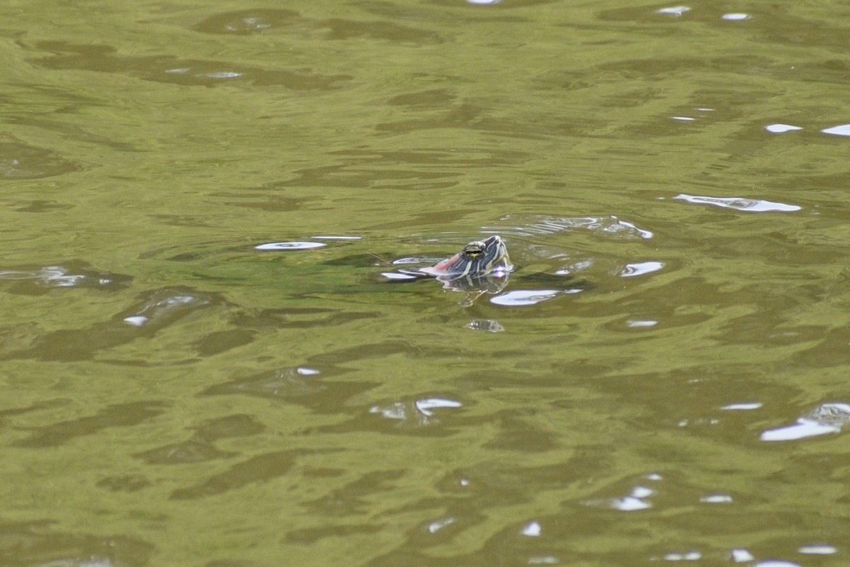 Red-eared Slider - ML635337999