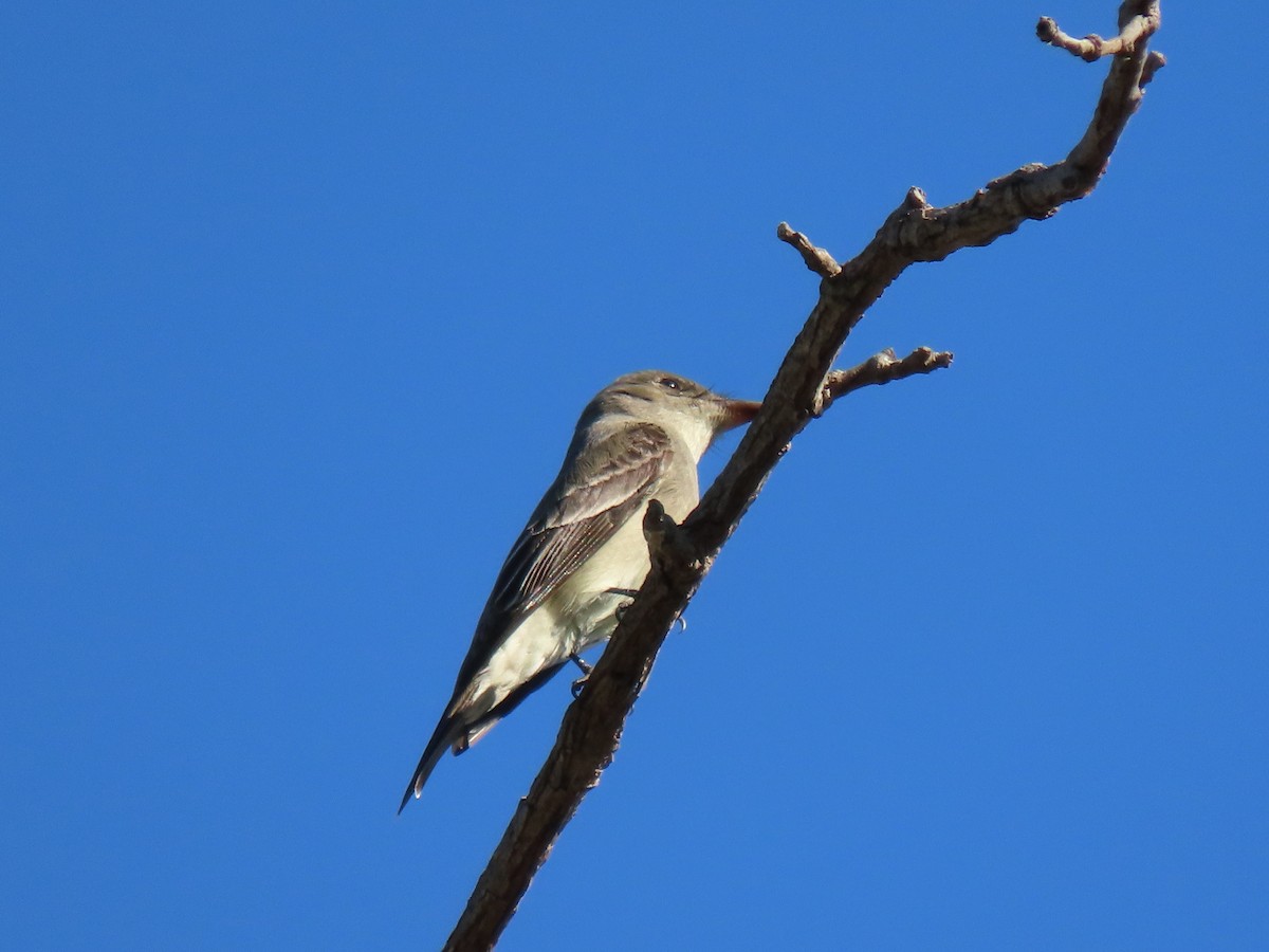 Western Wood-Pewee - ML635338020