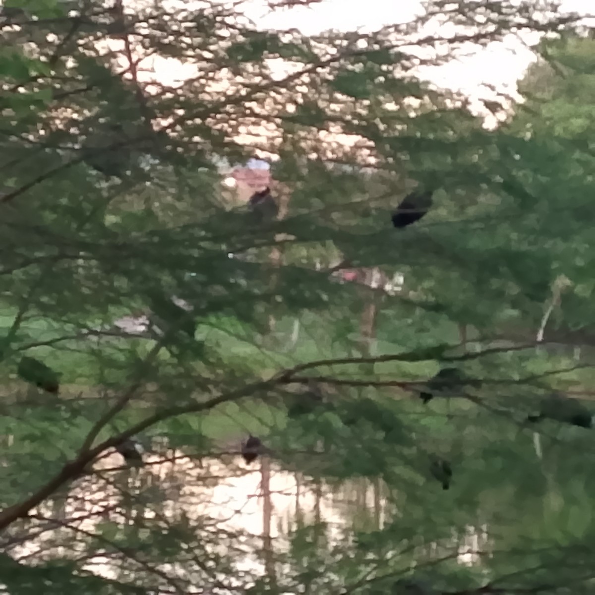 Bare-faced Ibis - ML635338043