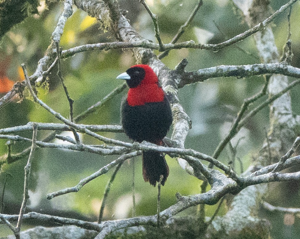 Crimson-collared Tanager - ML635338052