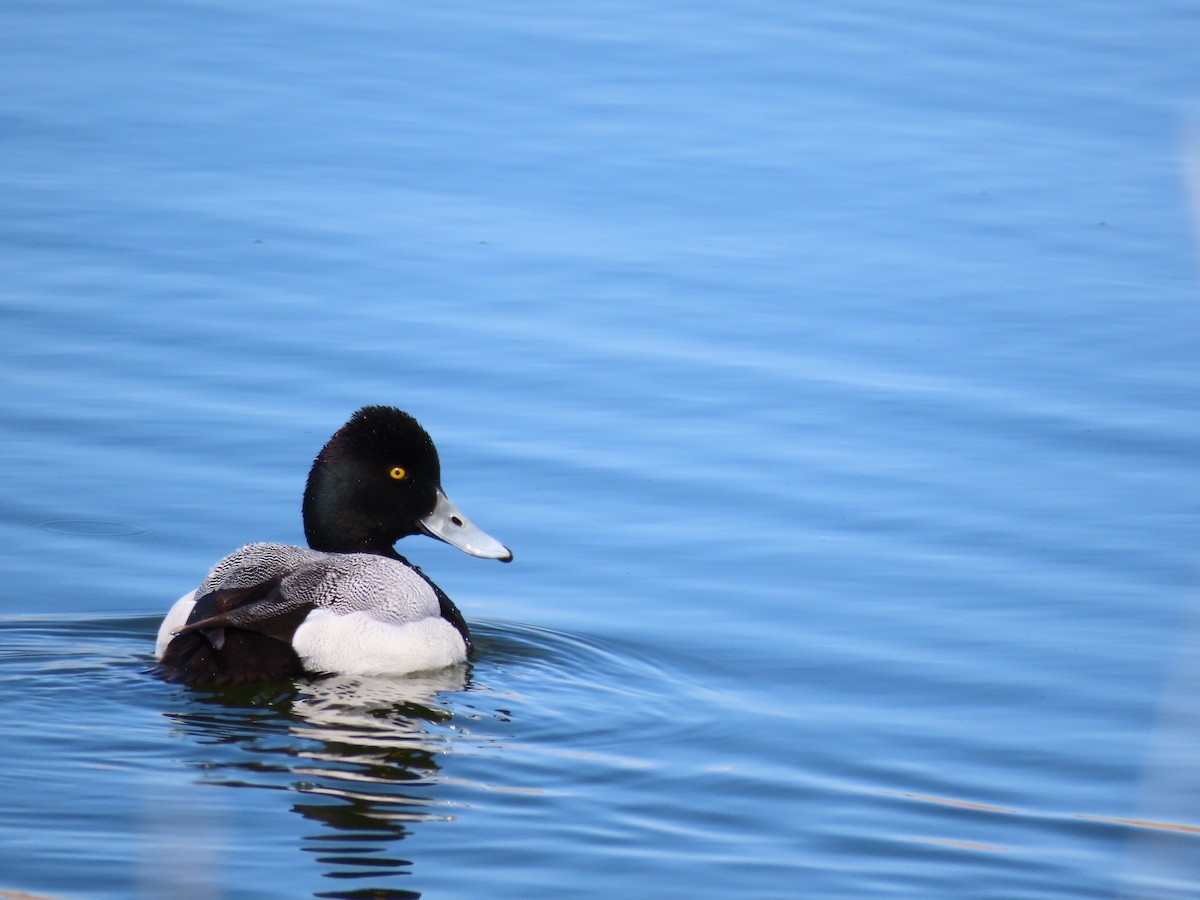 Lesser Scaup - ML635338058