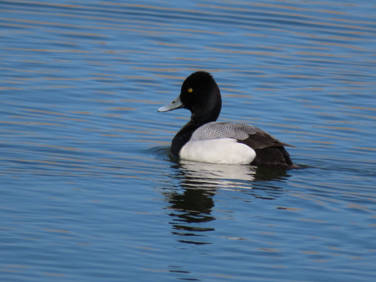 Lesser Scaup - ML635338060