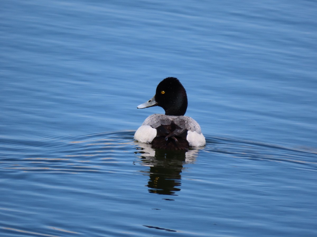 Lesser Scaup - ML635338061