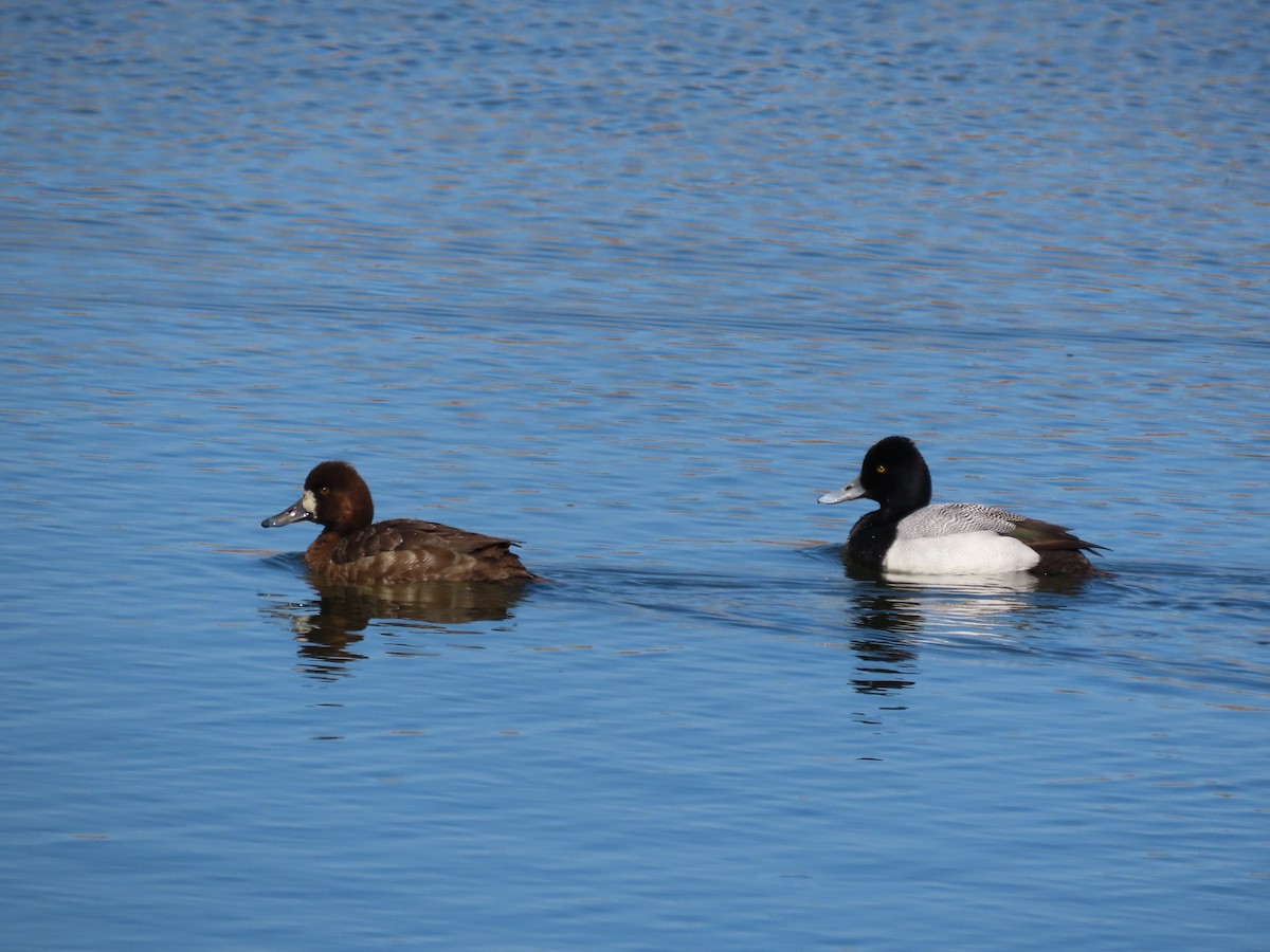 Lesser Scaup - ML635338062