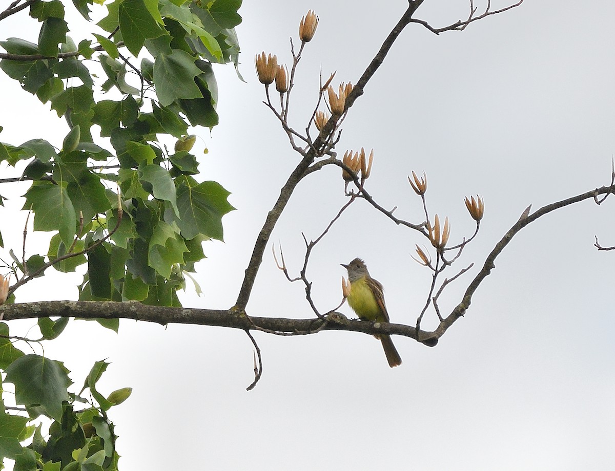 Great Crested Flycatcher - ML635338063