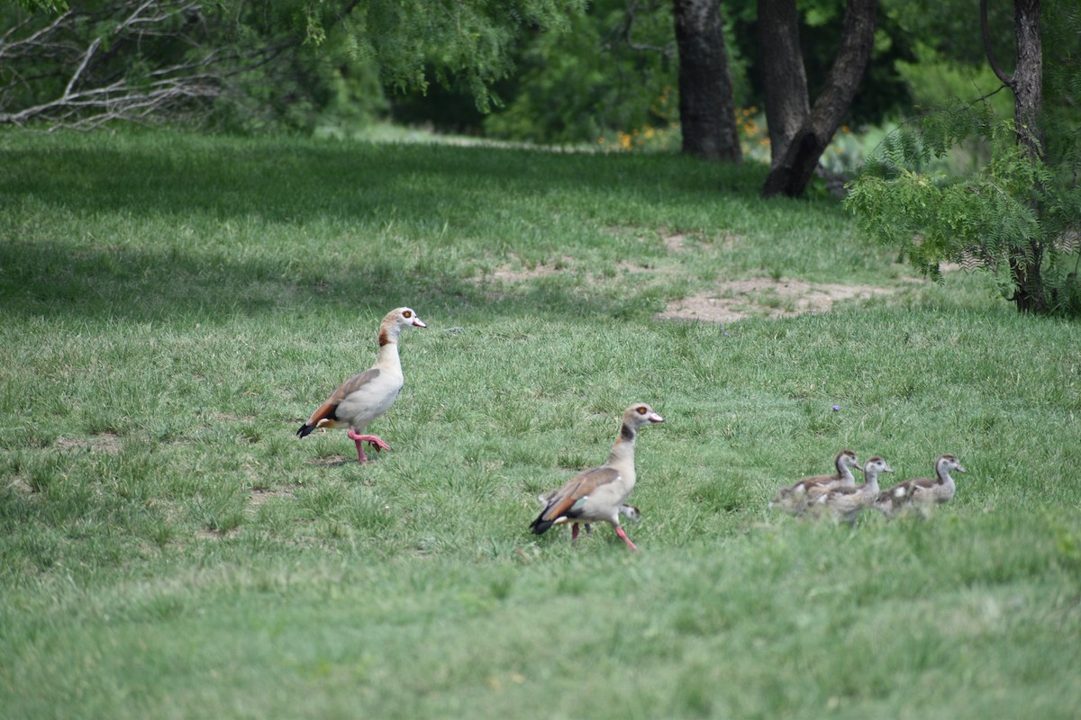 Egyptian Goose - ML635338068