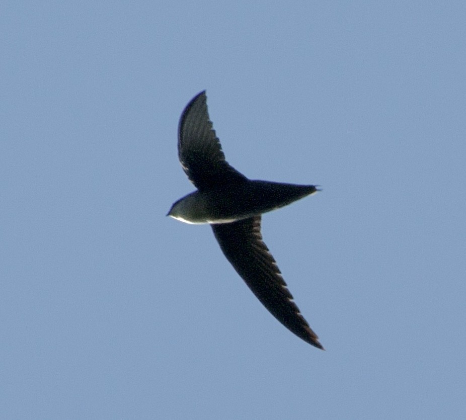 Chimney Swift - ML635338116