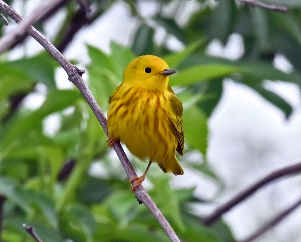 Yellow Warbler - ML635338139