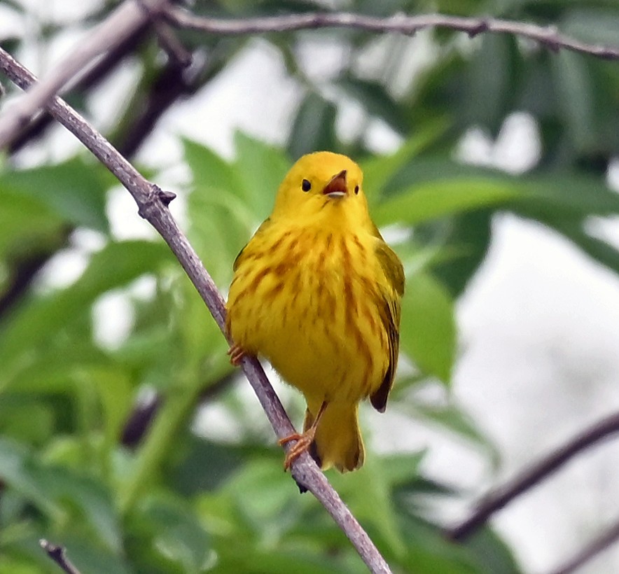 Yellow Warbler - ML635338140