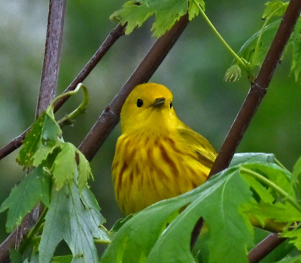 Yellow Warbler - ML635338141