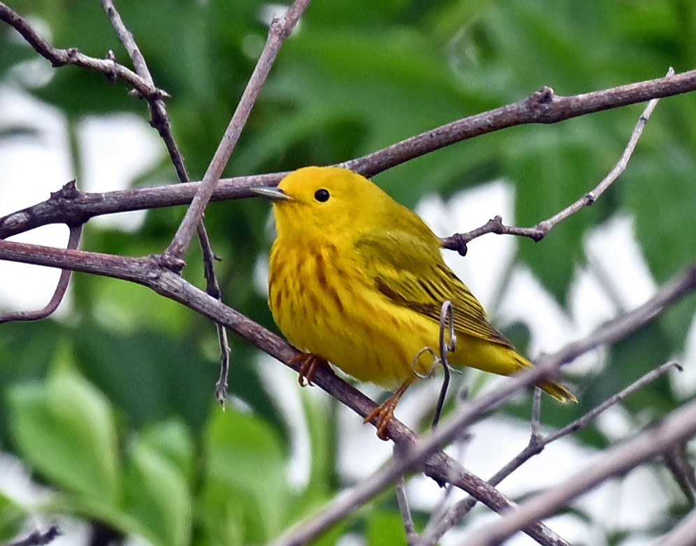 Yellow Warbler - ML635338142