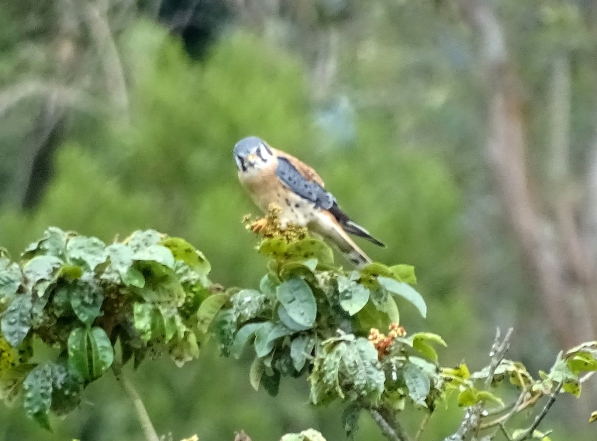 American Kestrel - ML635338173