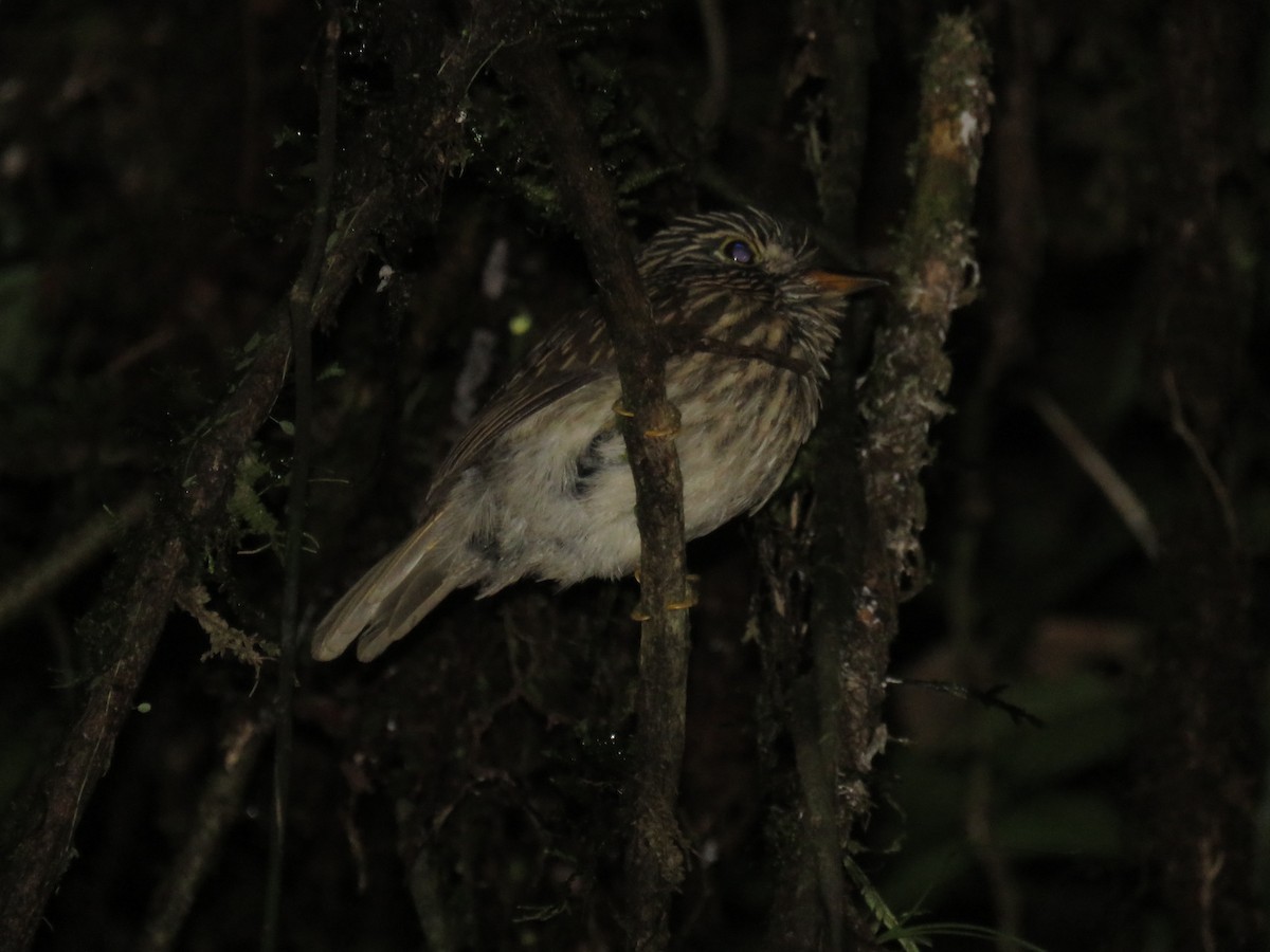 White-chested Puffbird - ML635338176