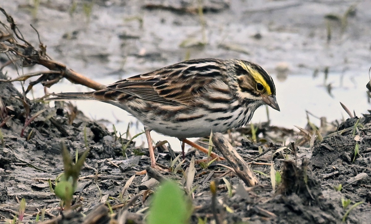 Savannah Sparrow - ML635338178