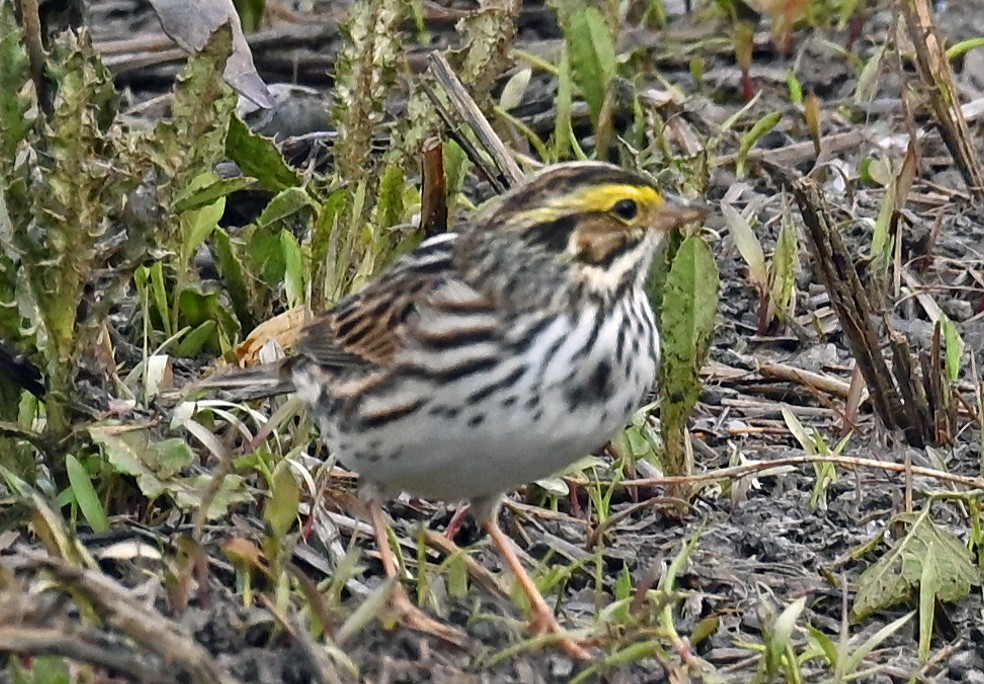 Savannah Sparrow - ML635338179