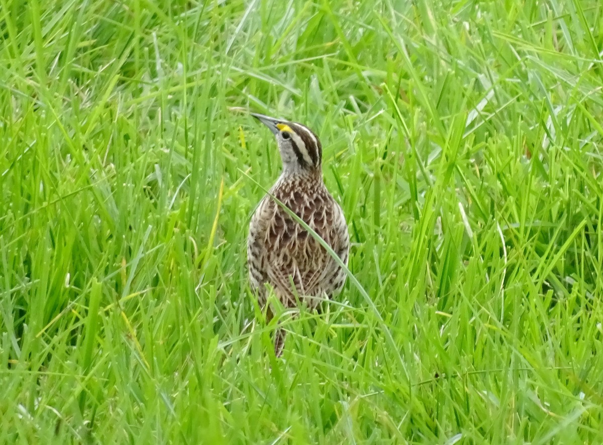 Eastern Meadowlark - ML635338202