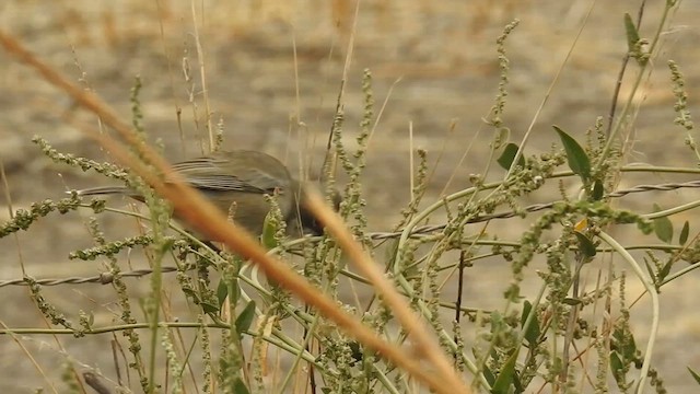 Diuca Finch - ML635338252