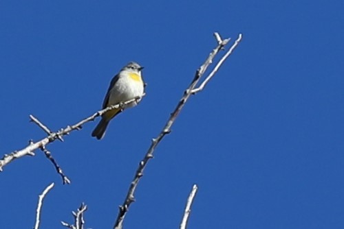 Virginia's Warbler - ML635338253
