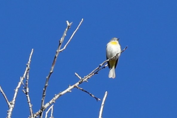 Virginia's Warbler - ML635338254