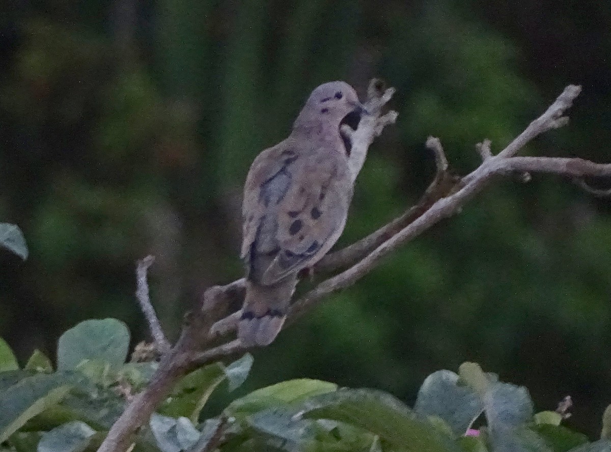 Eared Dove - ML635338256
