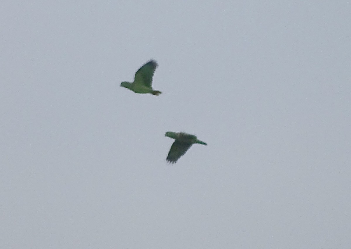 Scaly-naped Amazon - ML635338288