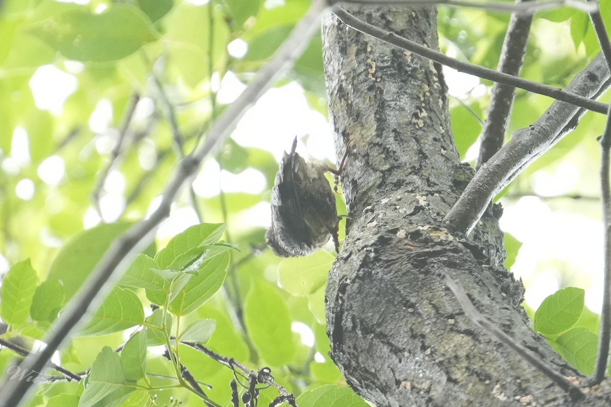 Velvet-fronted Nuthatch - ML635338293
