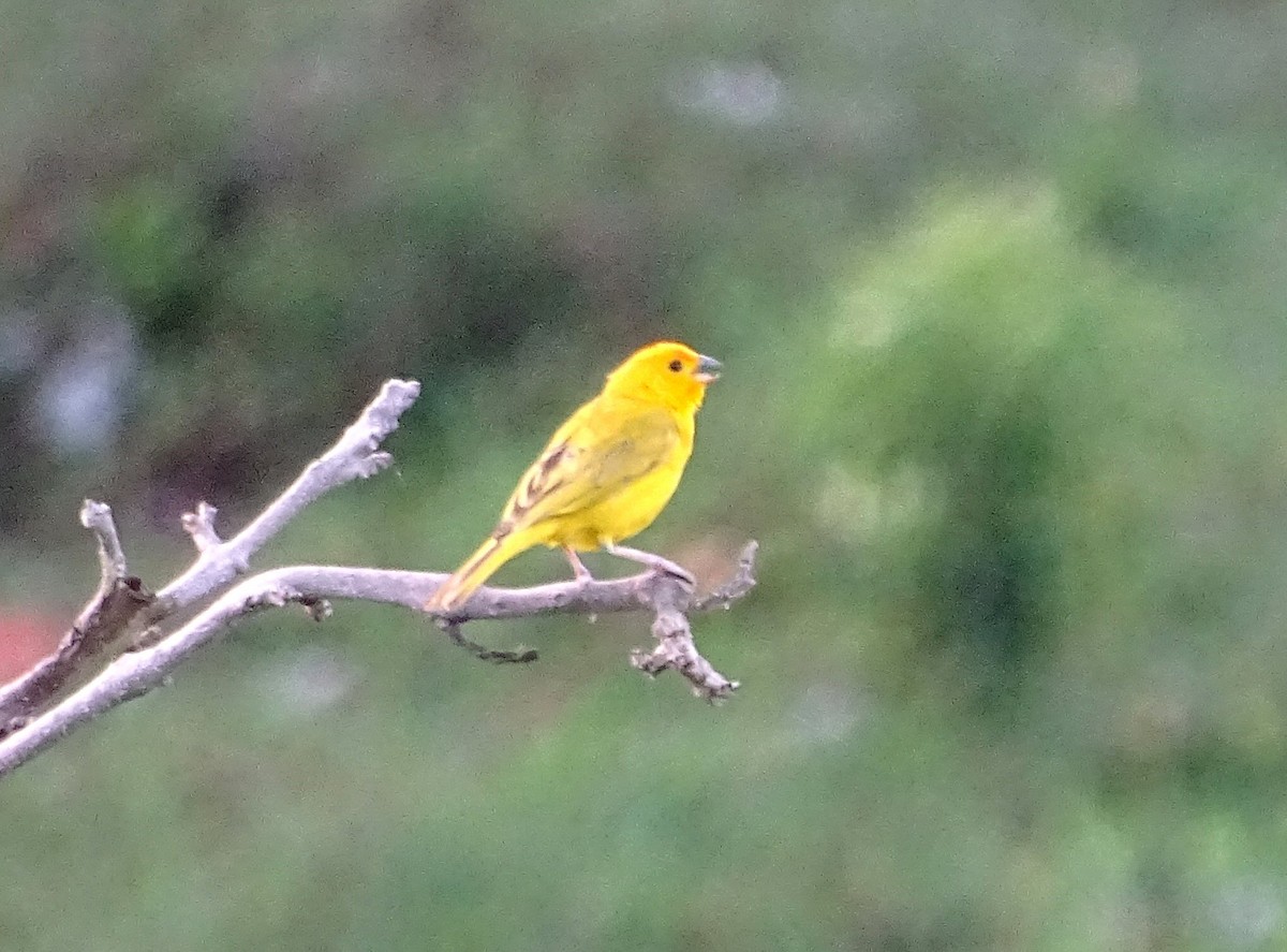 Saffron Finch - ML635338308