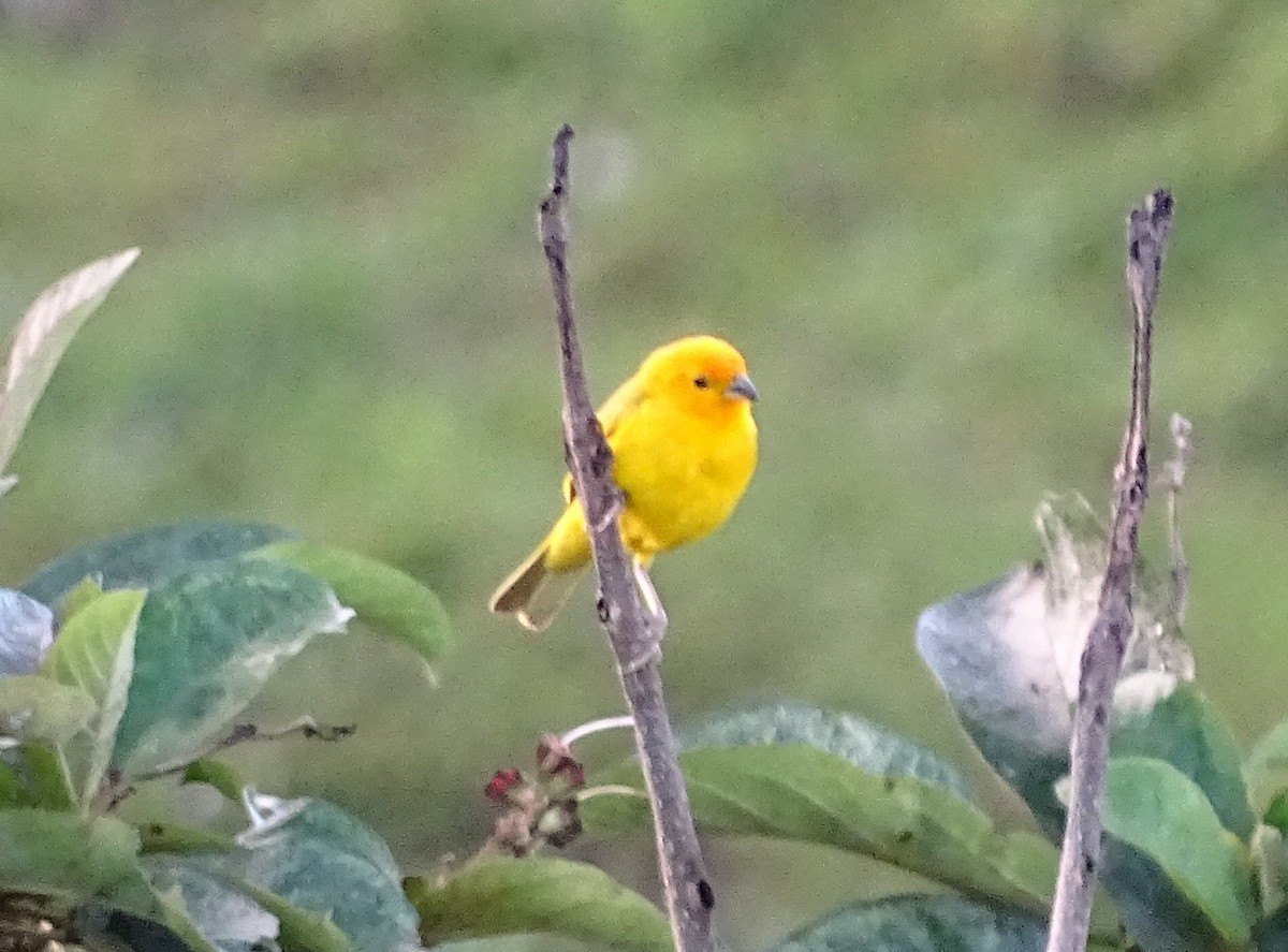 Saffron Finch - ML635338309