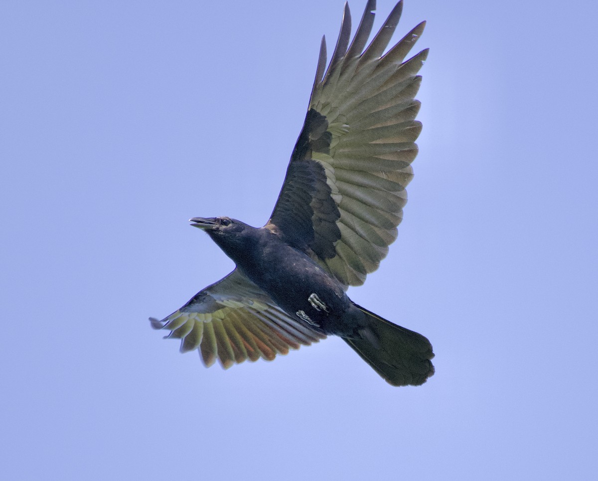 Fish Crow - ML635338310