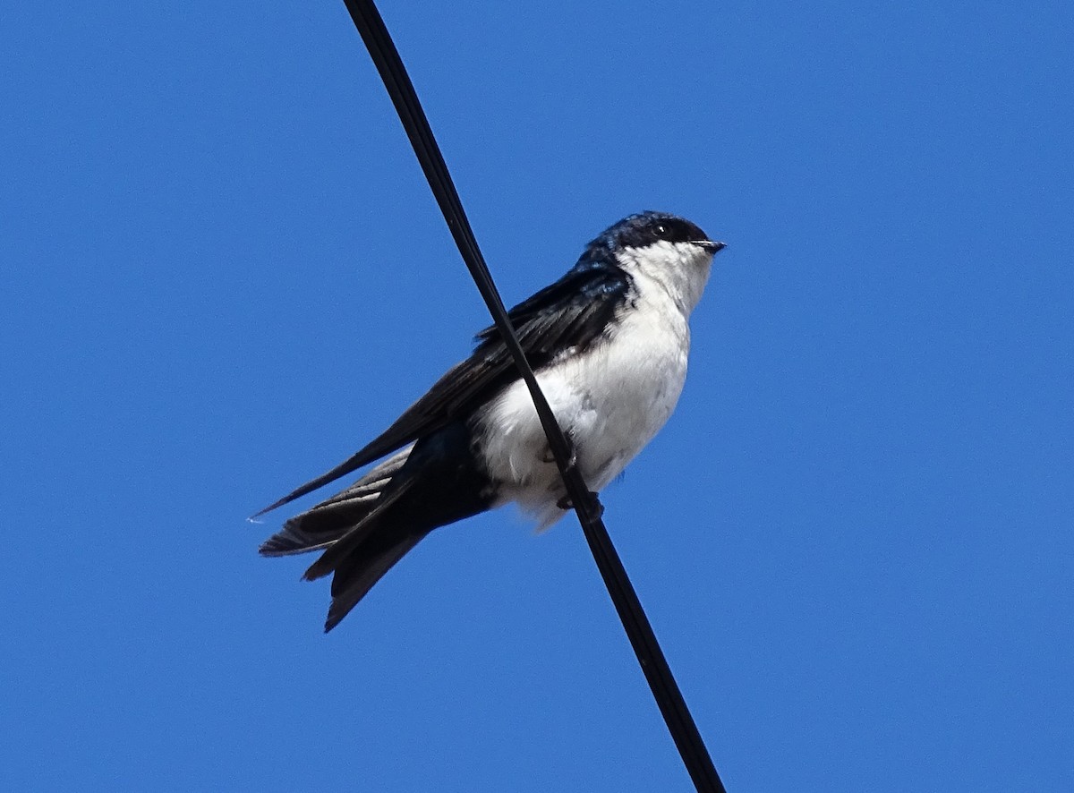 Blue-and-white Swallow - ML635338350