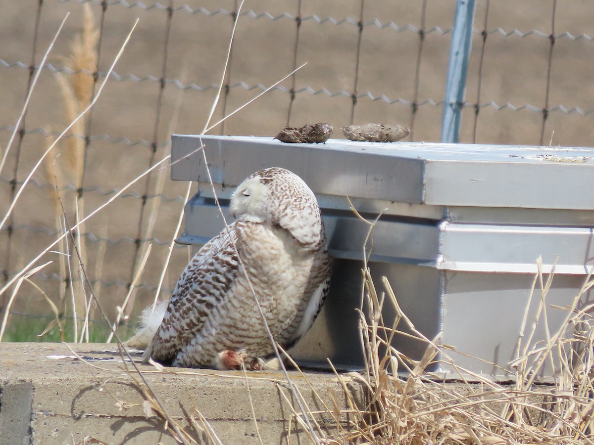 Snowy Owl - ML635338409