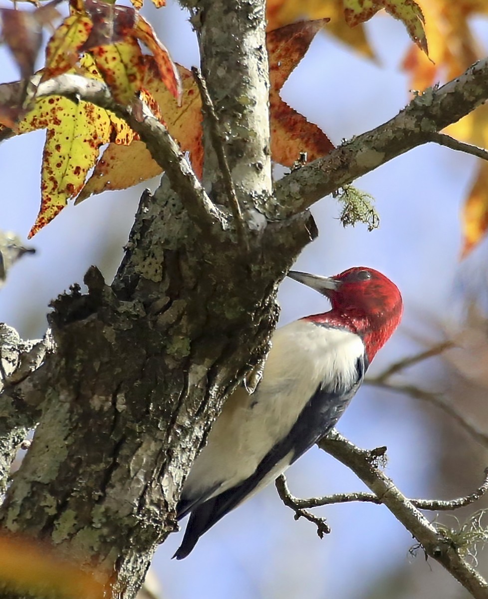 Red-headed Woodpecker - ML635338410