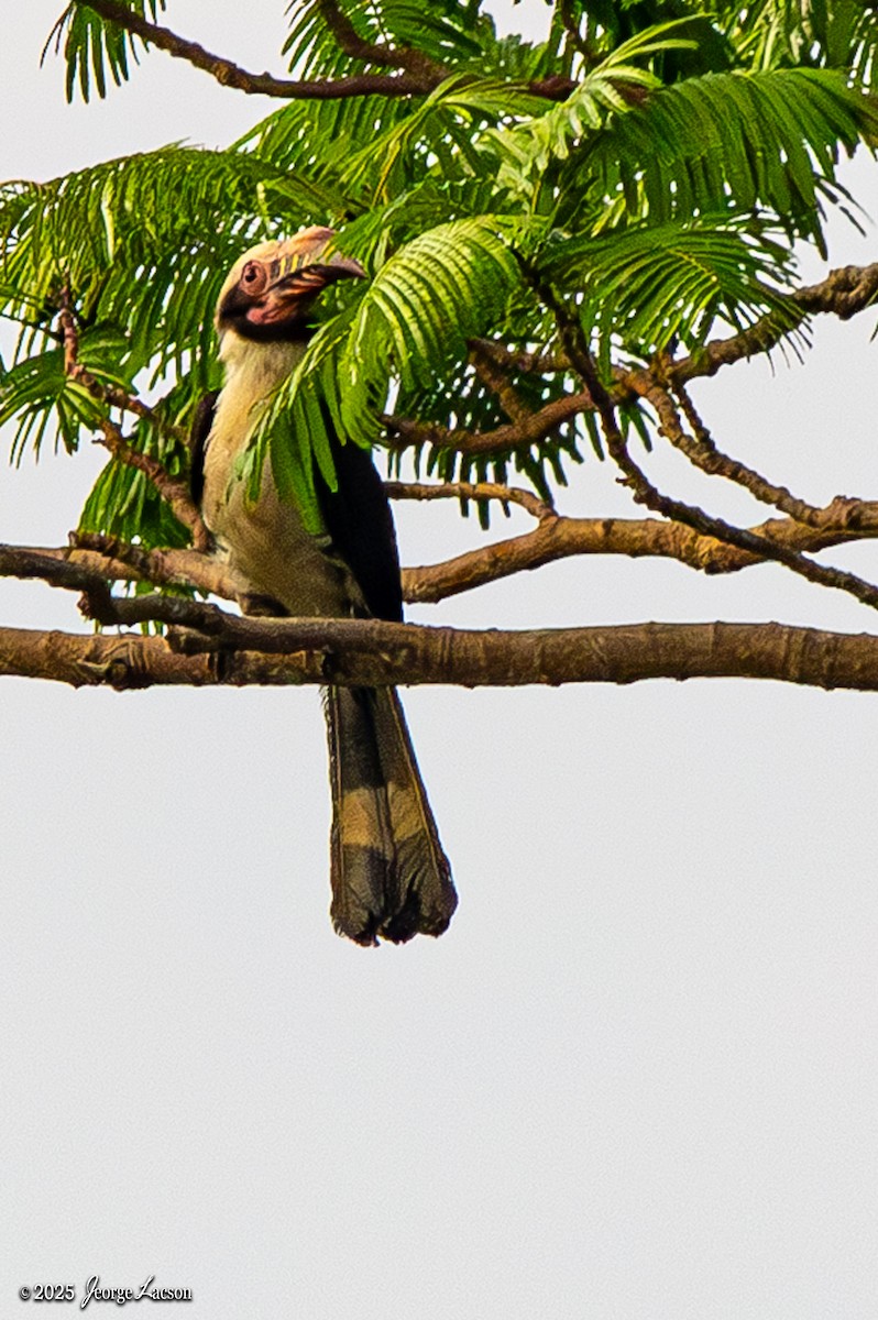 Luzon Hornbill - ML635338438