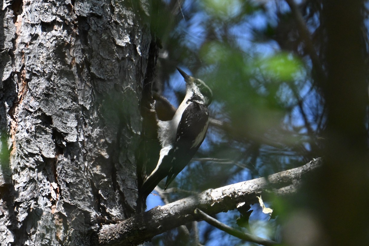 Hairy Woodpecker - ML635338525