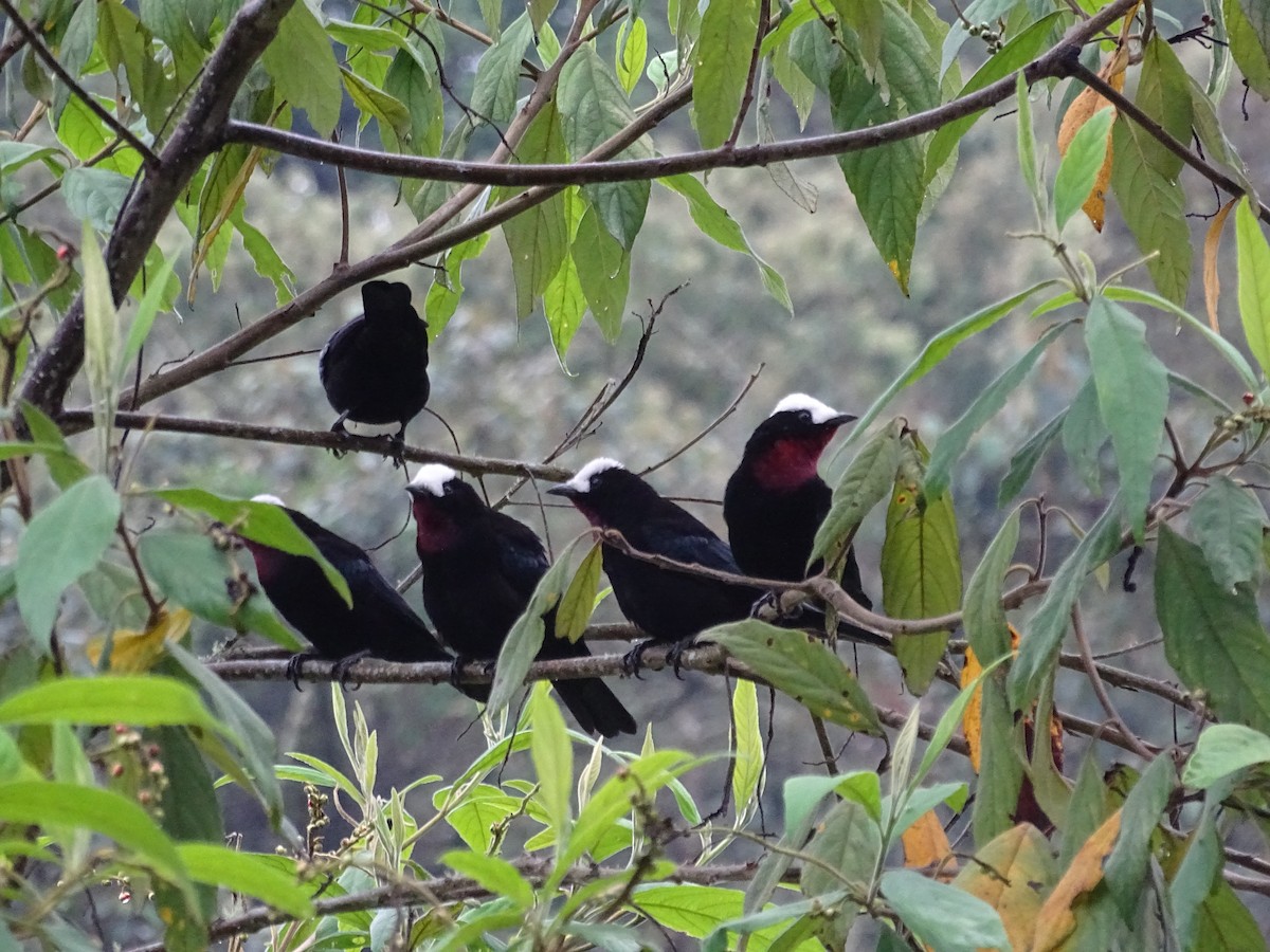White-capped Tanager - ML635338553