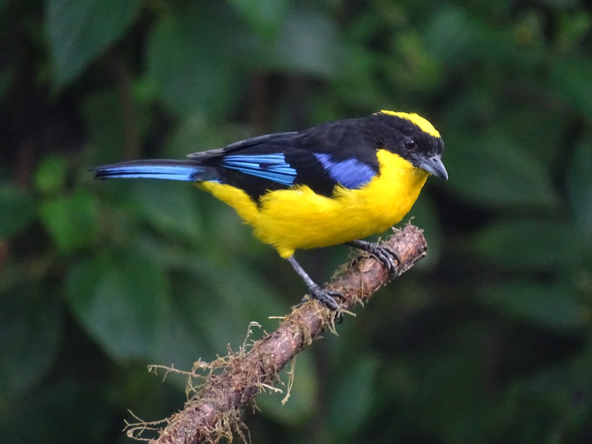 Blue-winged Mountain Tanager - ML635338571