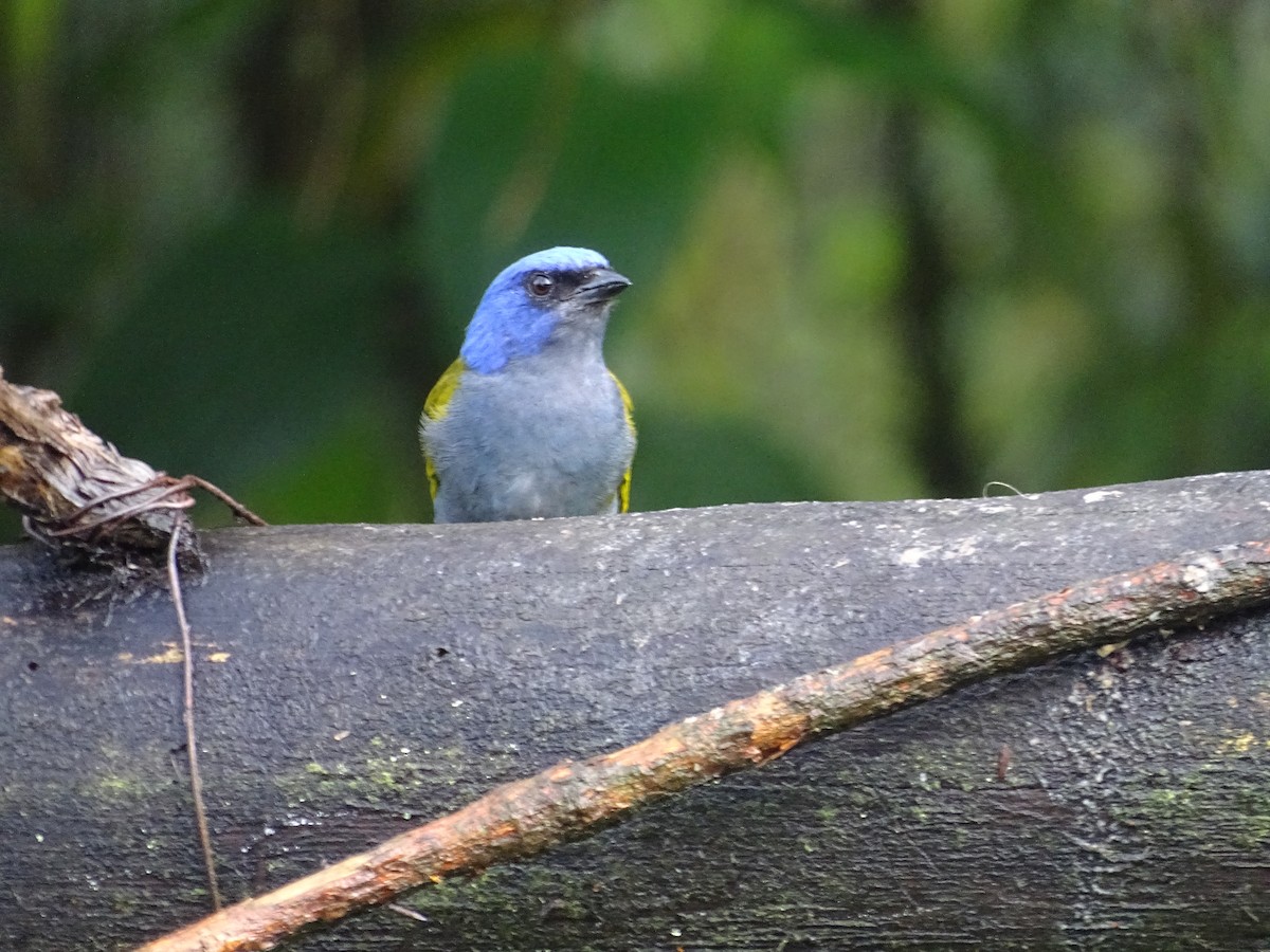 Blue-capped Tanager - ML635338581