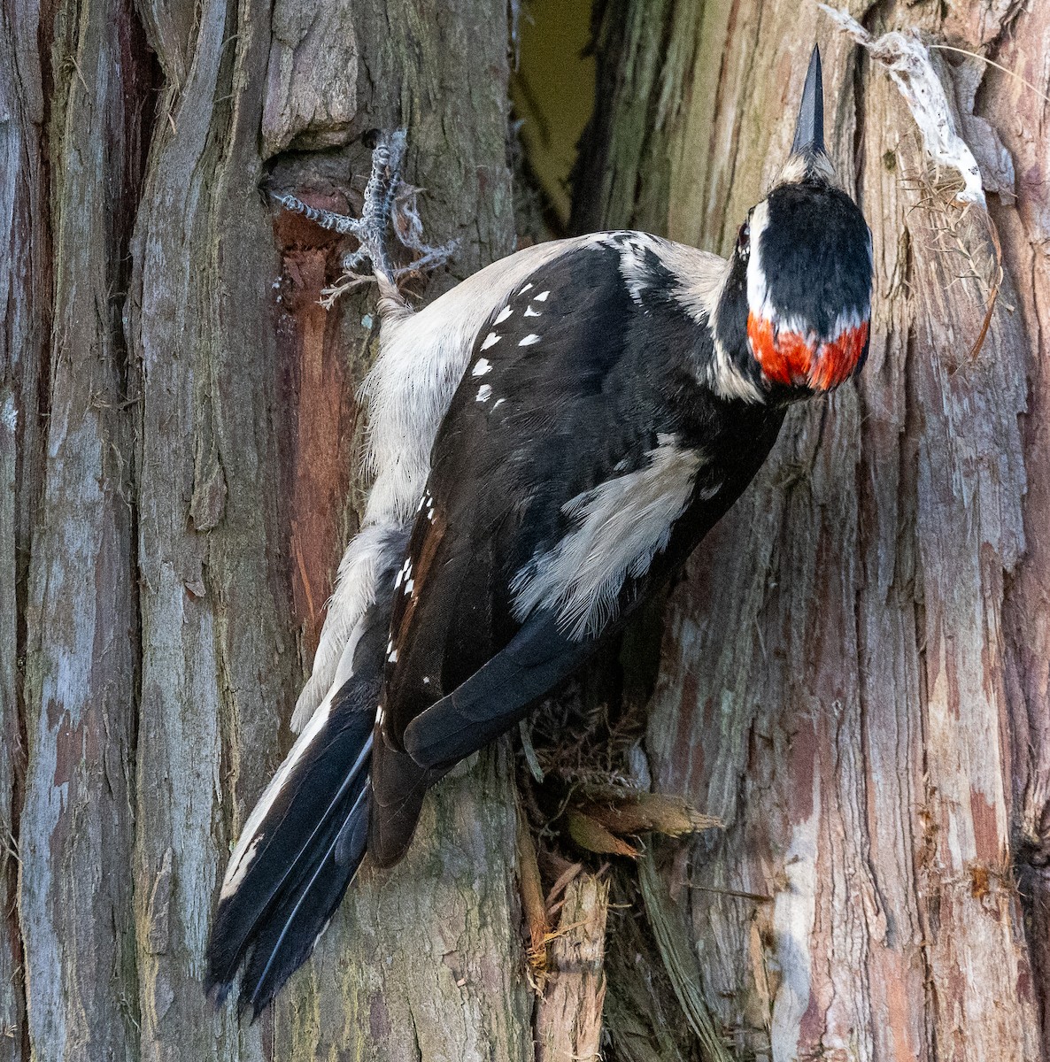 Hairy Woodpecker - ML635338590