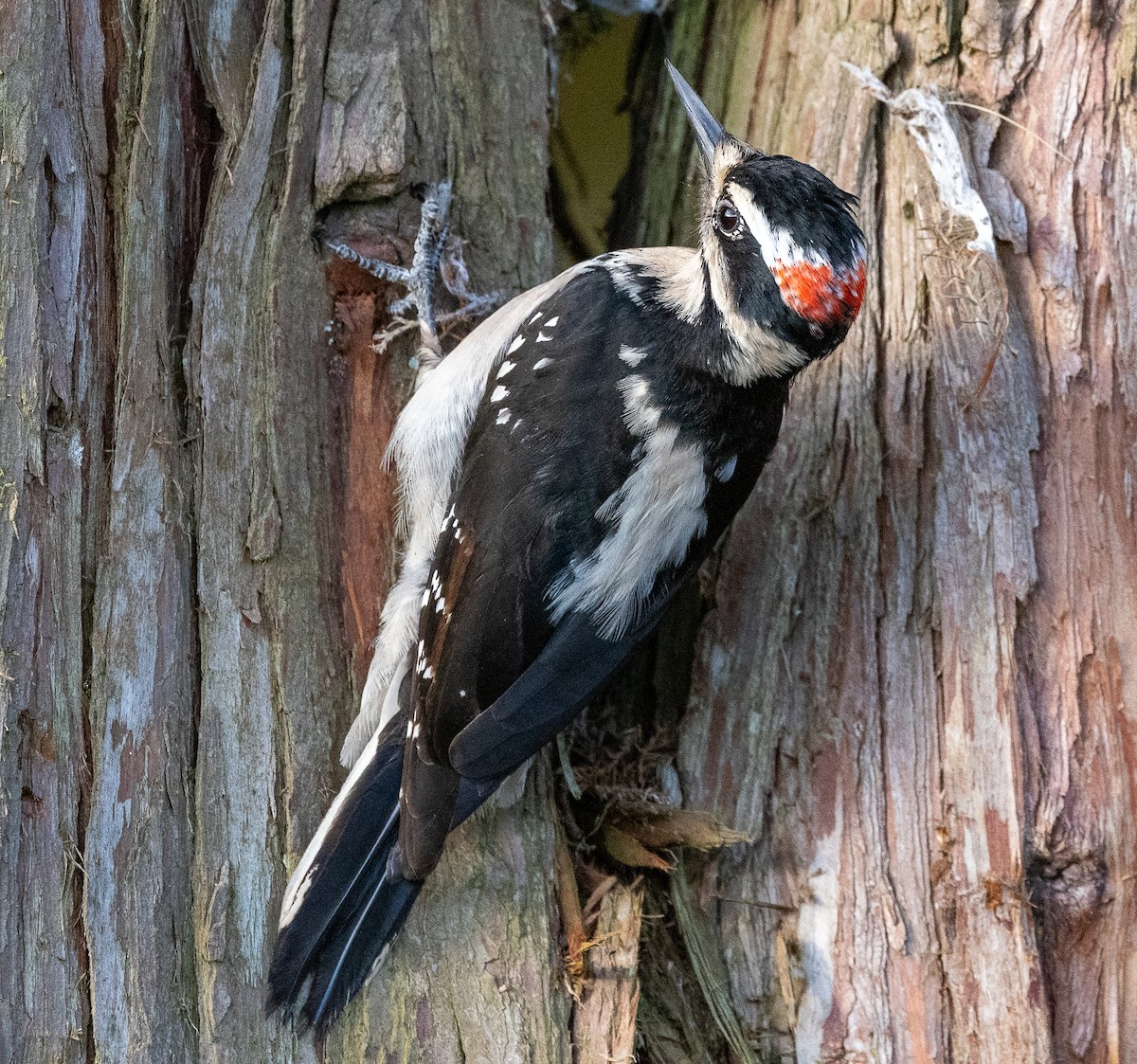 Hairy Woodpecker - ML635338591
