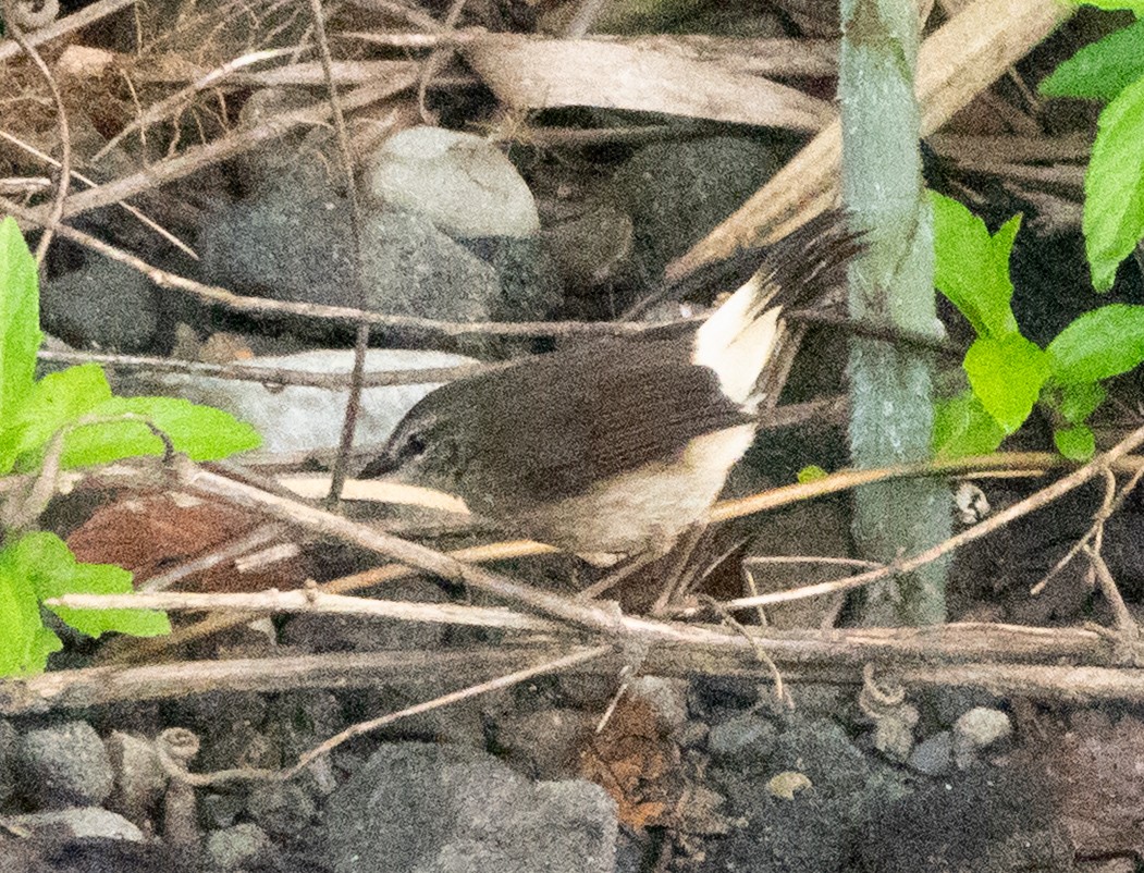 Buff-rumped Warbler - ML635338592