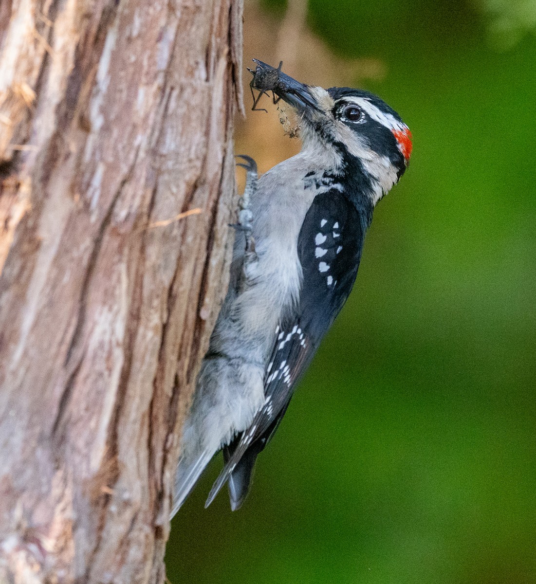 Hairy Woodpecker - ML635338594