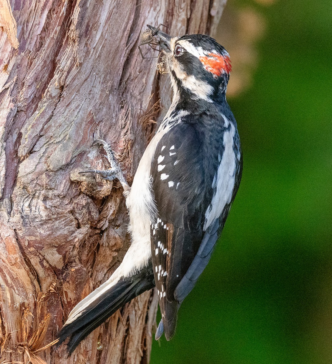 Hairy Woodpecker - ML635338595