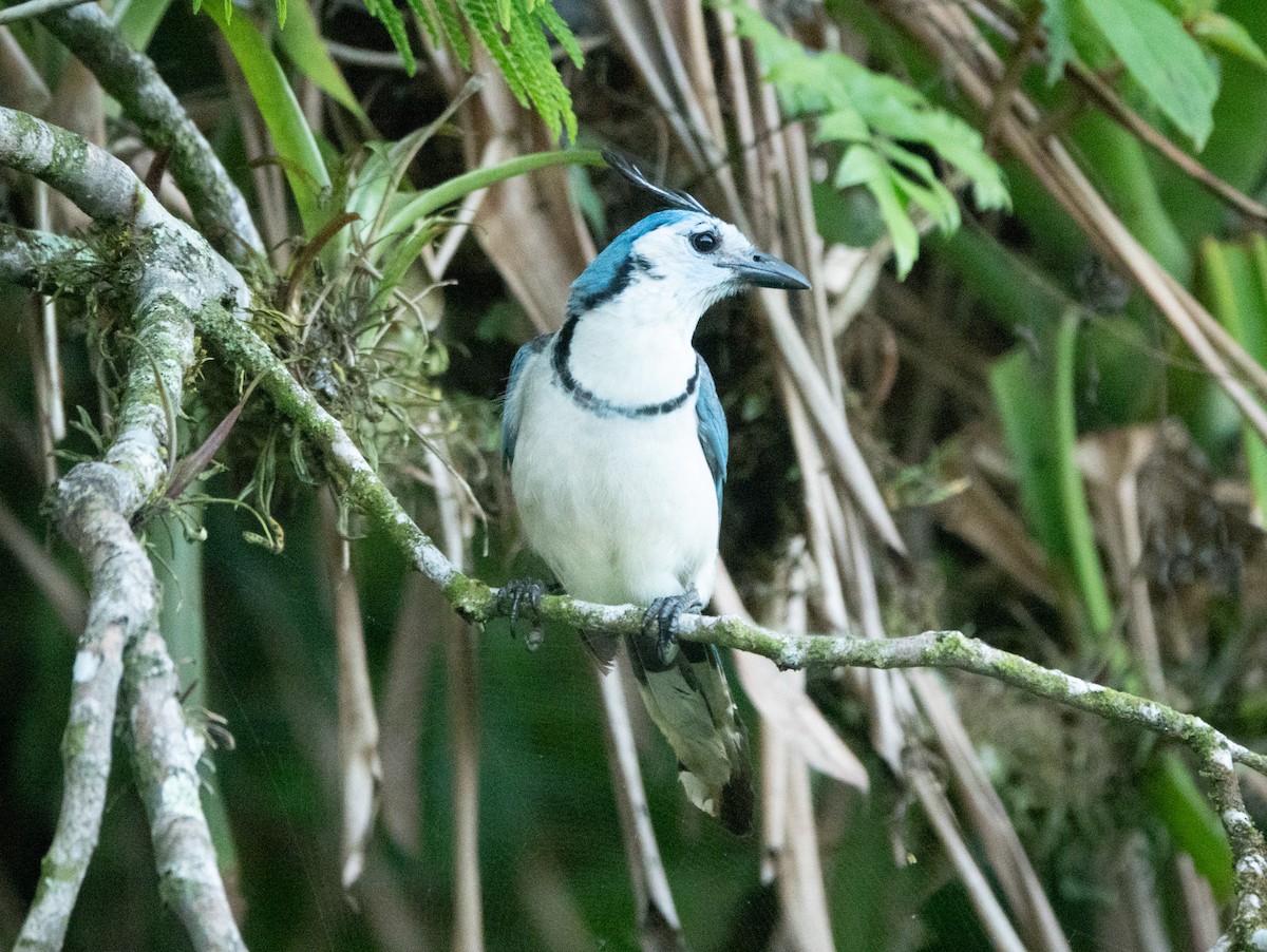 White-throated Magpie-Jay - ML635338613
