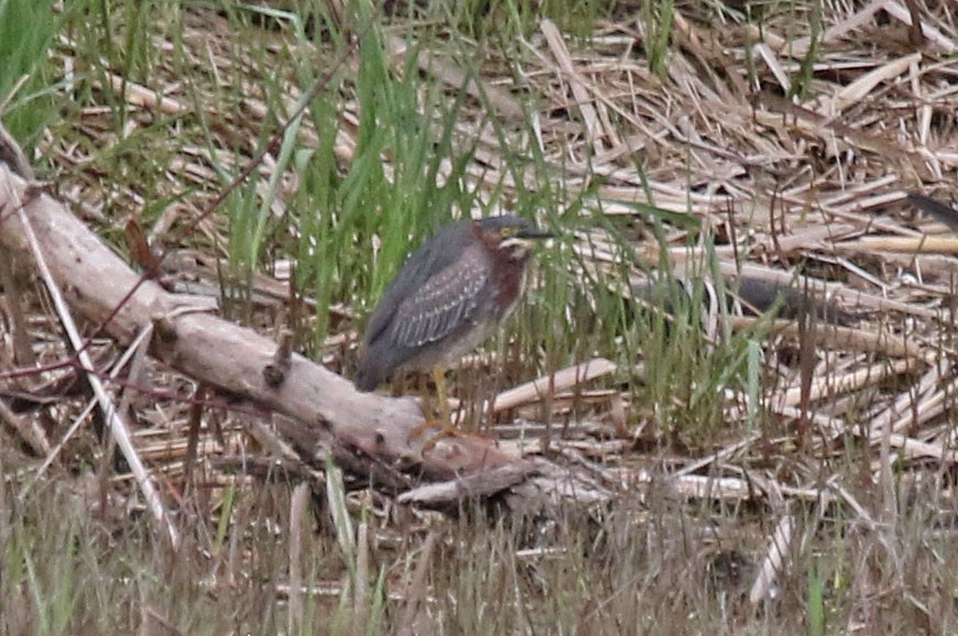 Koartzatxo berdea - ML635338745