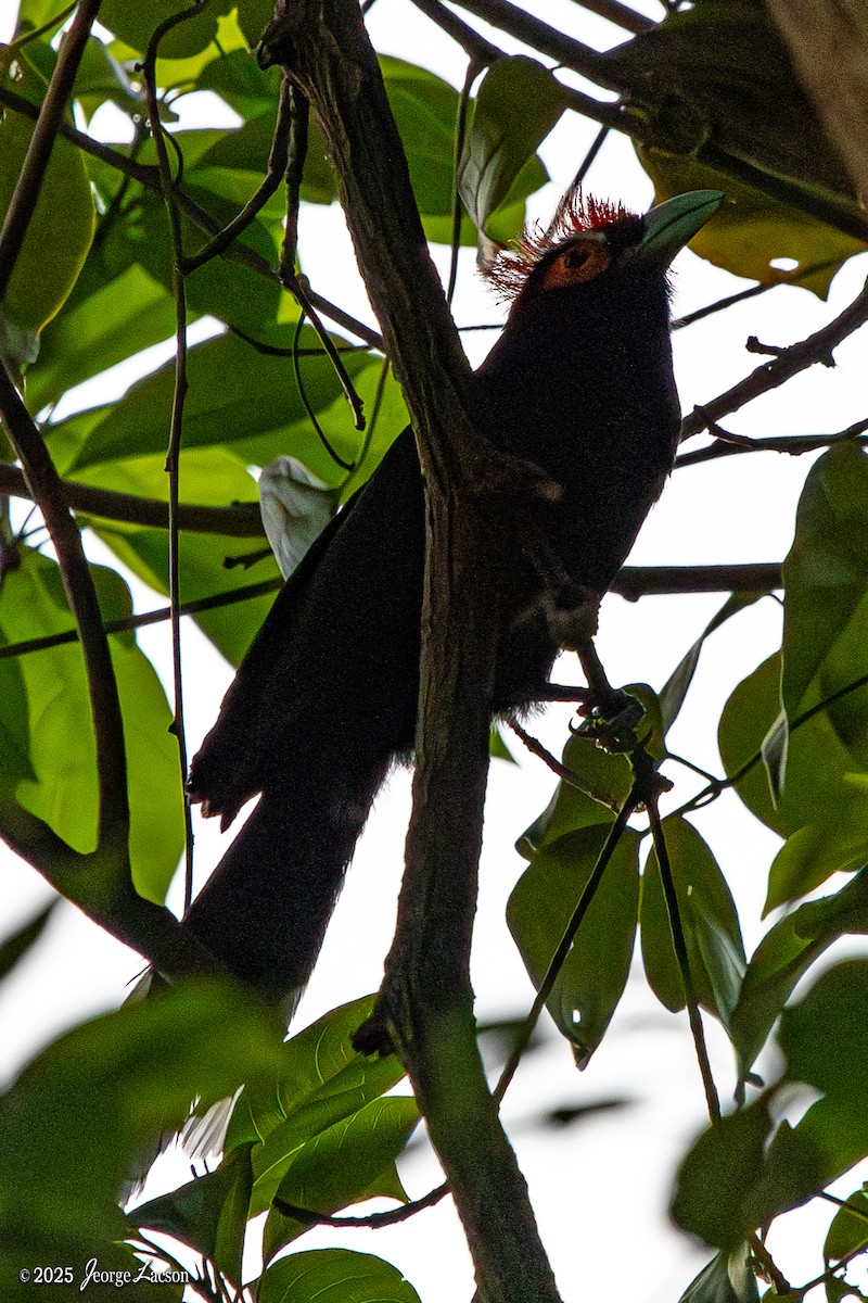 Red-crested Malkoha - ML635338747