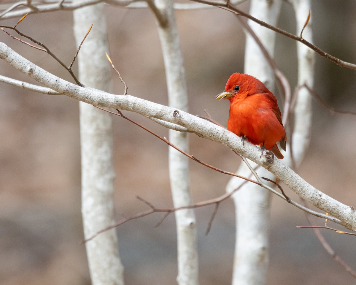 Summer Tanager - ML635338760