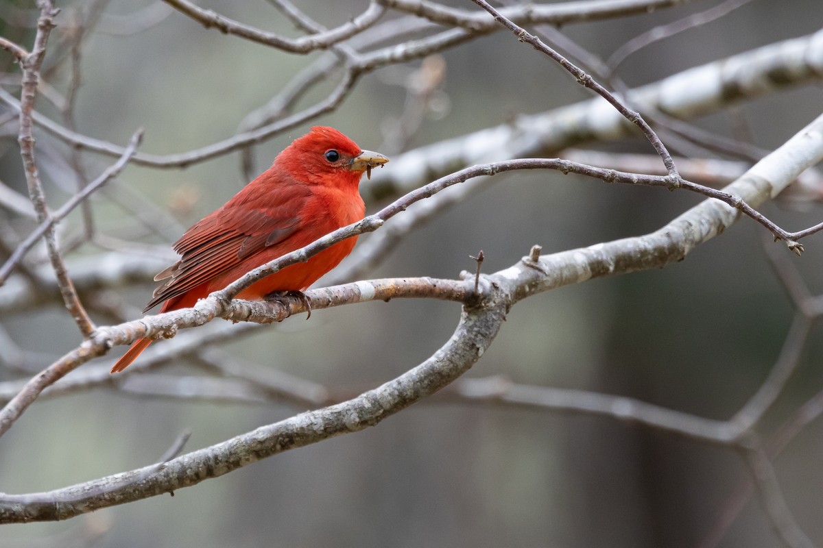 Summer Tanager - ML635338765
