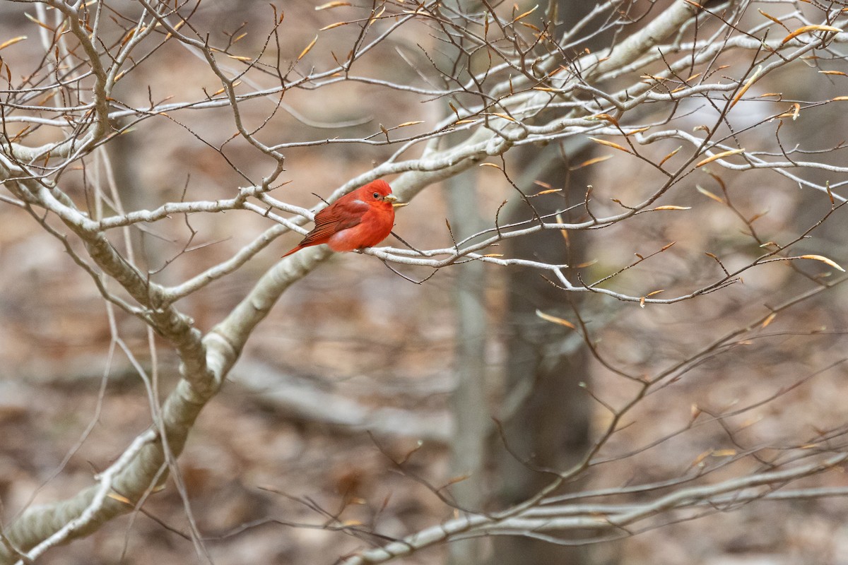 Summer Tanager - ML635338766